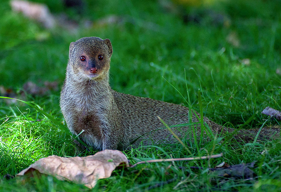 Portrait of a Mongoose Photograph by Anthony Jones