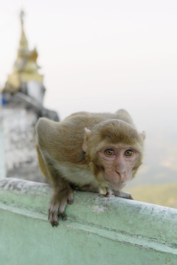 Wildlife Digital Art - Portrait Of A Monkey, Mount Popa, Bagan, Burma by Matt Dutile