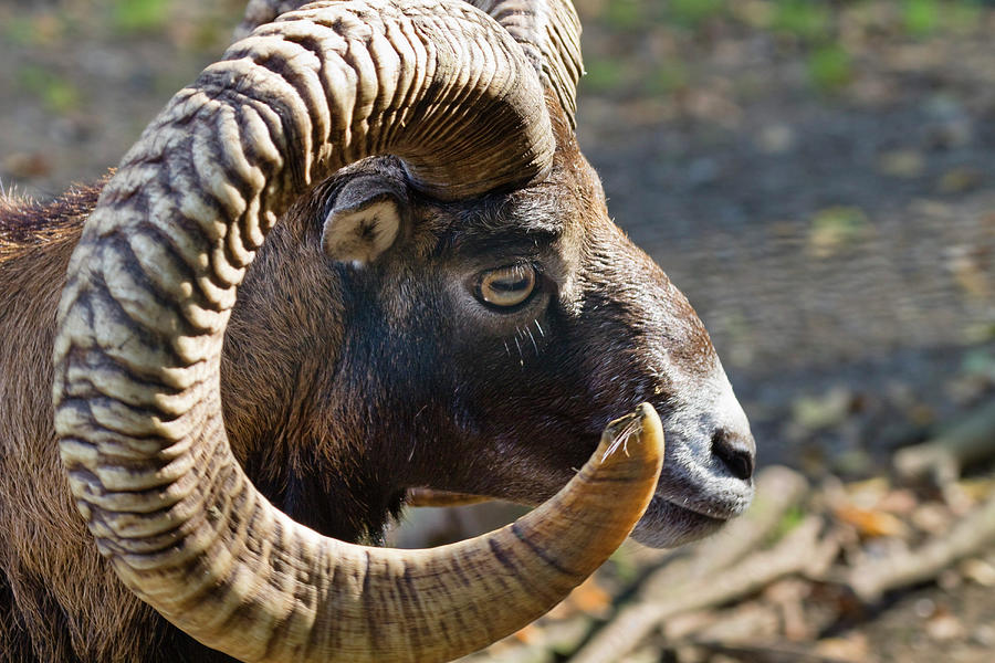 Portrait Of A Mouflon, Argali, Ovis Ammon, Bavaria, Germany, Europe ...