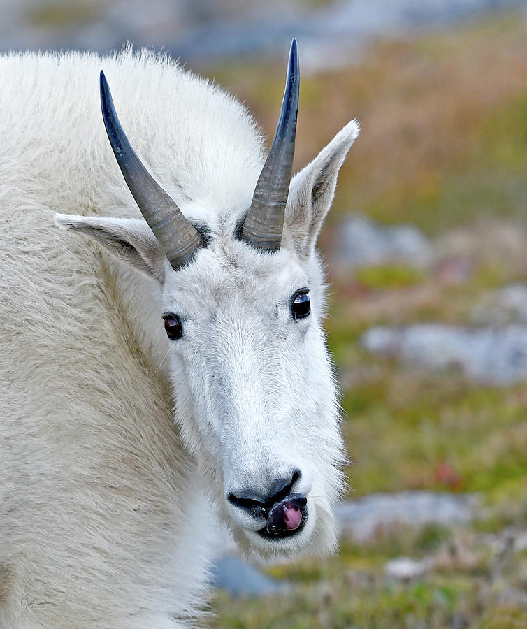 Wildlife Photograph - Portrait of a Mountain Goat by Judi Dressler