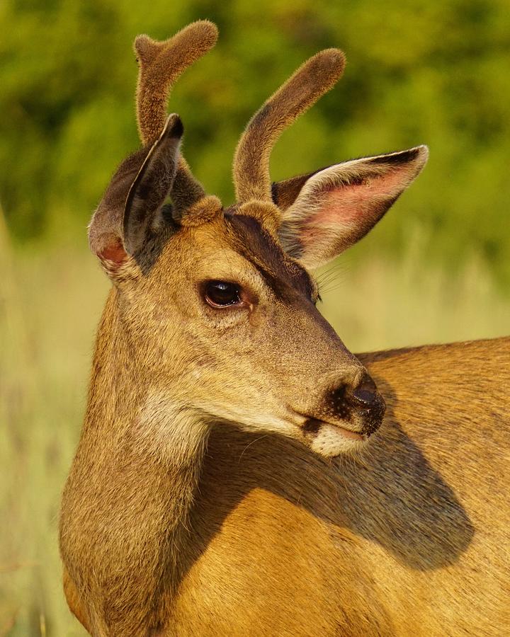 Mule Deer Portrait Photograph by Brett Harvey
