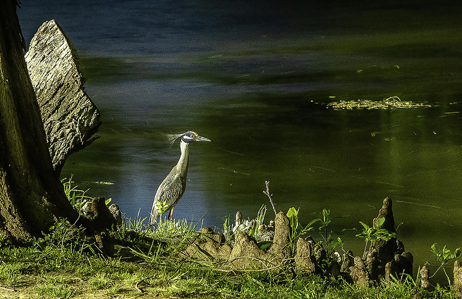 Portrait of a Night Heron Photograph by Jerry Connally