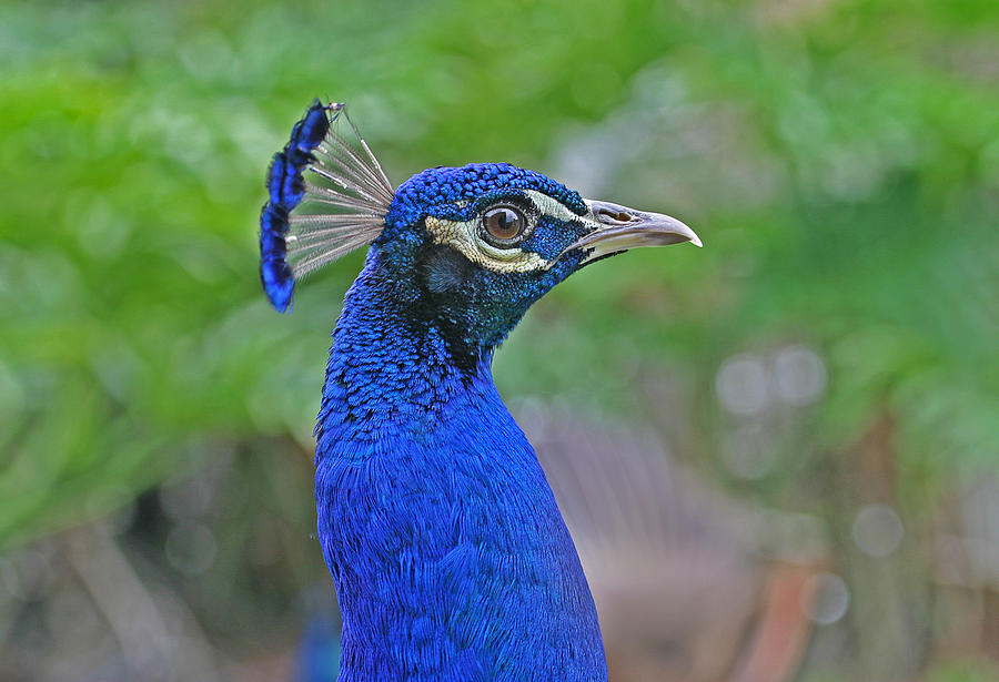 Portrait of a Peacock Photograph by Anthony Jones