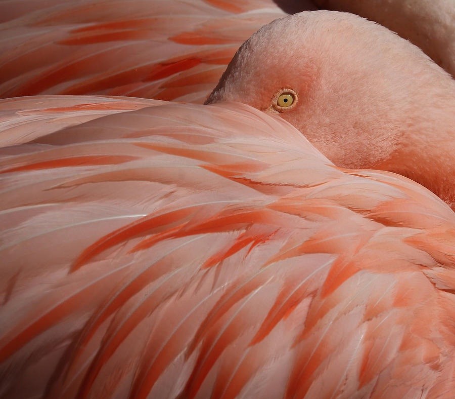 Portrait Of A Pink Flamingo Photograph by Robin Wechsler