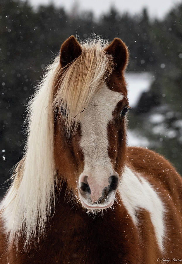 Portrait of a Pony Photograph by Jody Partin