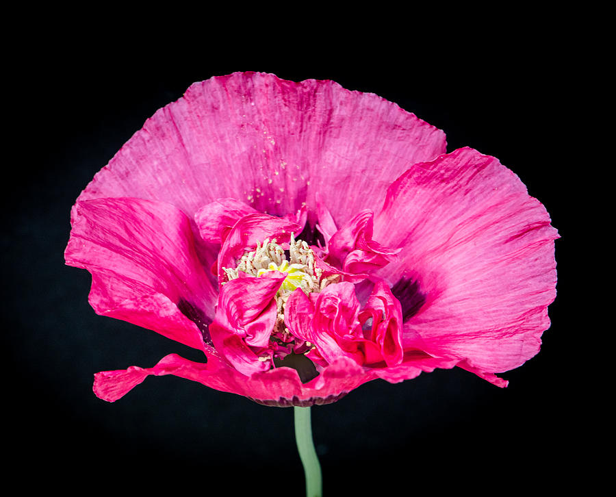 Portrait of a Poppy Photograph by Maggie Terlecki