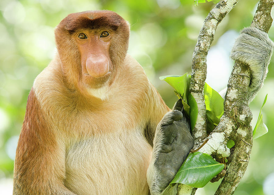 Portrait Of A Proboscis Monkey Seen From The Front Resting In A ...