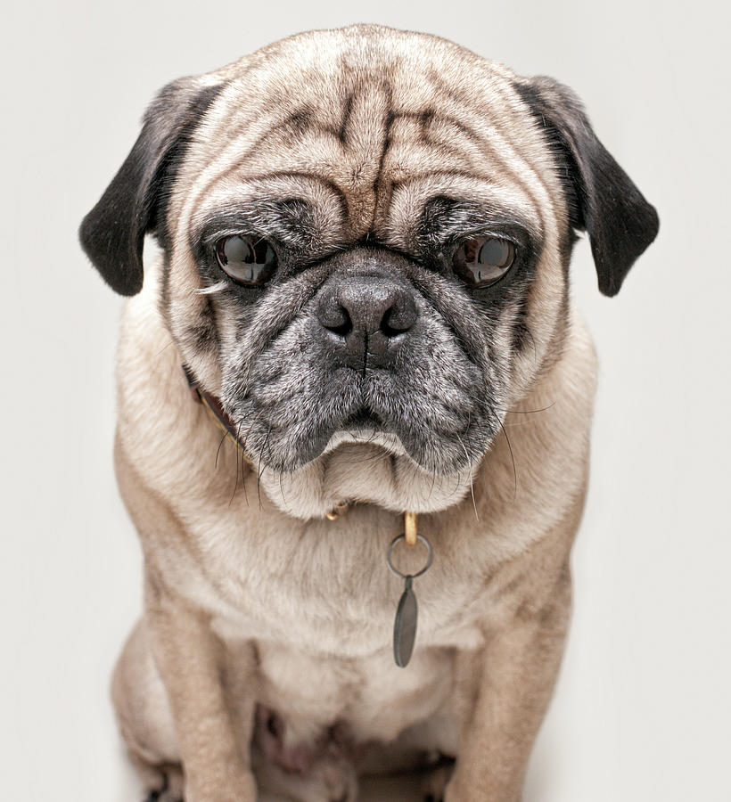 Portrait Of A Pug On A Light Background Photograph by Chad Latta