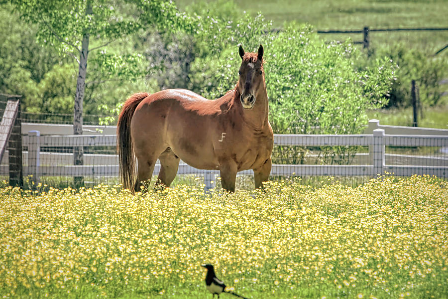 Portrait of a Quarter Horse Photograph by Donna Kennedy