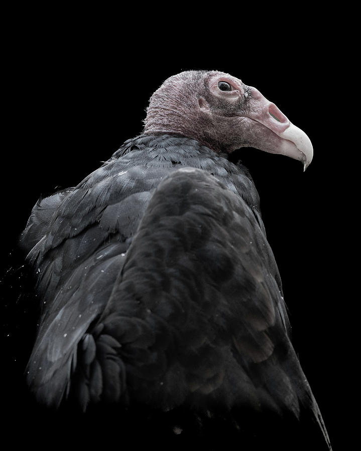 Portrait of a red-headed vulture Photograph by Denis Si - Pixels