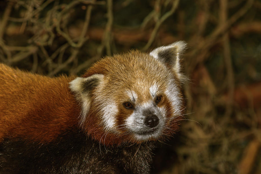 Portrait Of A Red Panda Photograph