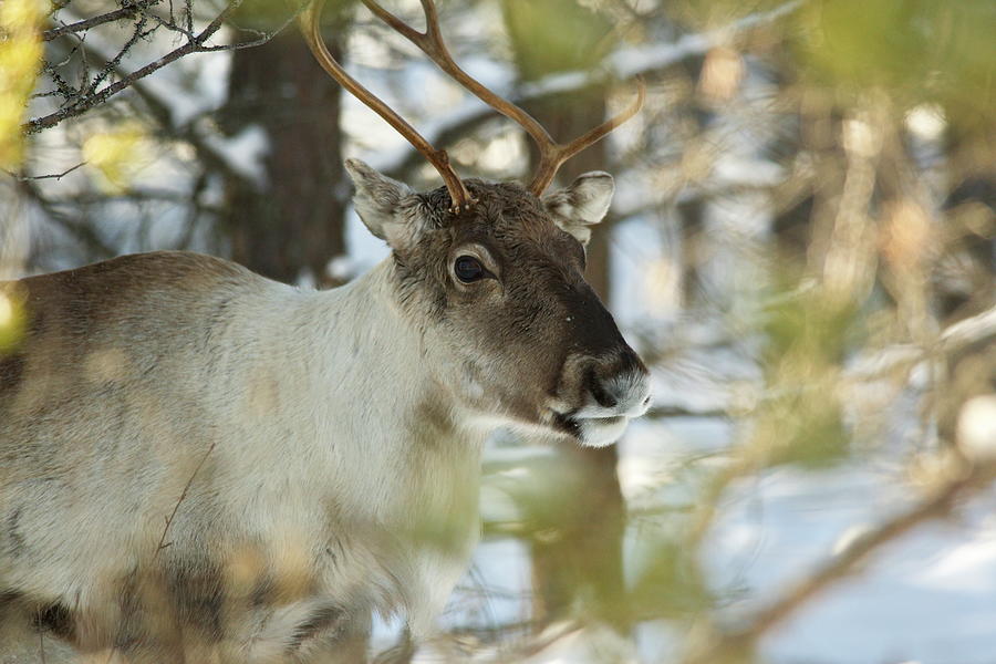 Portrait of a reindeer in a snowy forest on a sunny winter day Photograph by Intensivelight