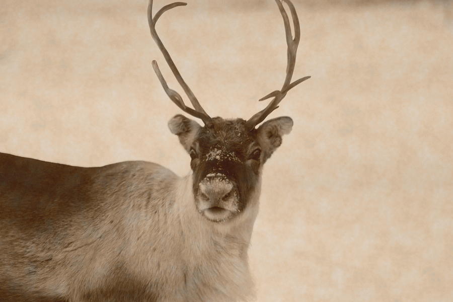 Portrait Of A Reindeer Looking In The Camera - Vintage Sepia Photograph