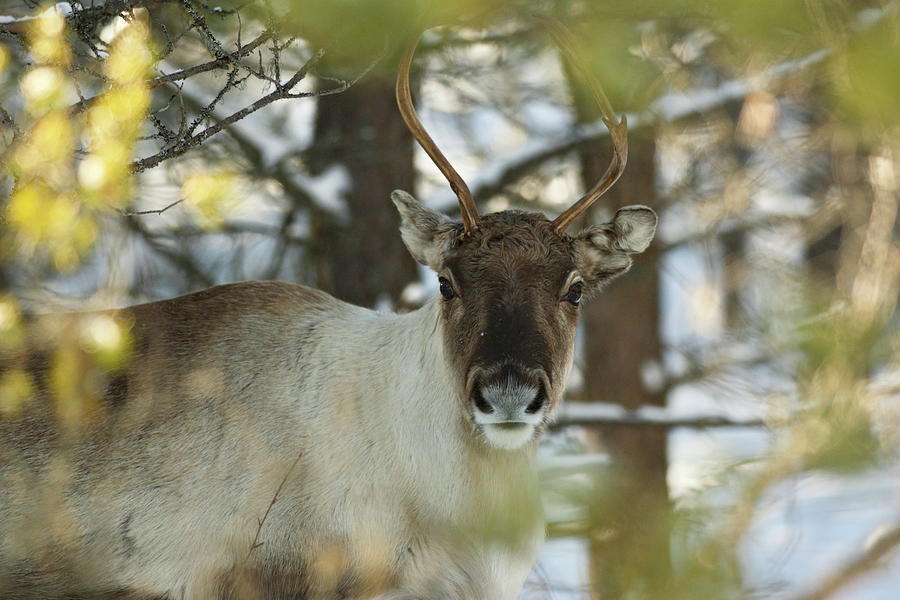Portrait of a reindeer looking into the camera Photograph by Intensivelight