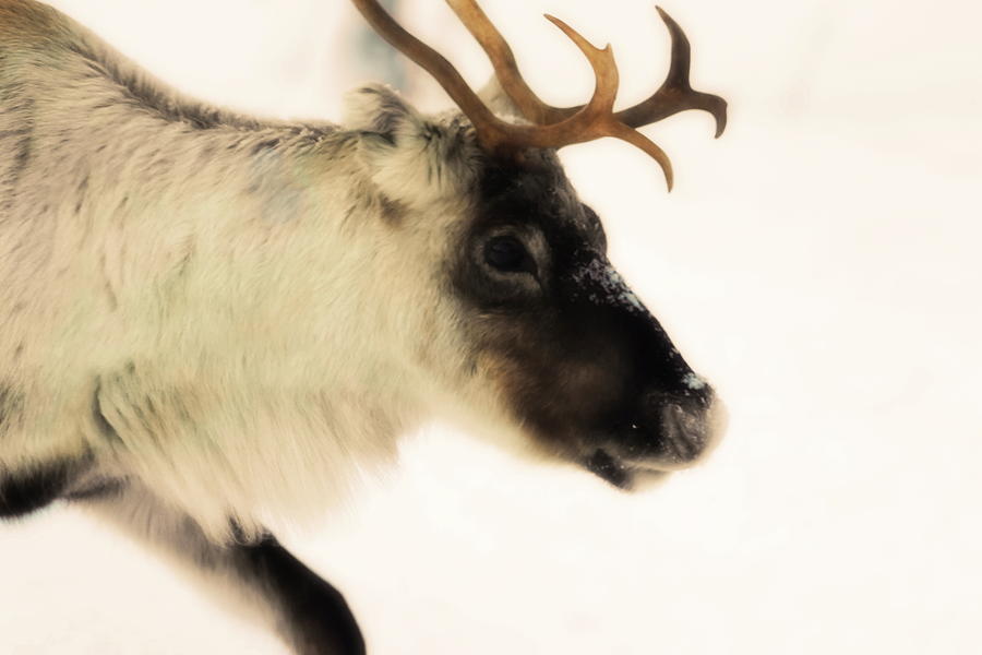 Portrait Of A Reindeer Moving Through Snow - Soft Photograph