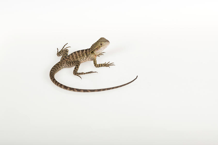 Portrait Of A Rescued Eastern Water Dragon,, Rescued From Photograph by Doug Gimesy / Naturepl.com Portrait Of A Rescued Eastern Water Dragon,, Rescued From Photograph by Doug Gimesy / Naturepl.com