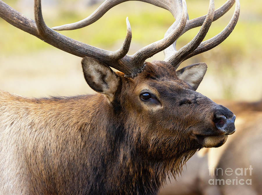Portrait Of A Rocky Mountain Bull Elk Photograph