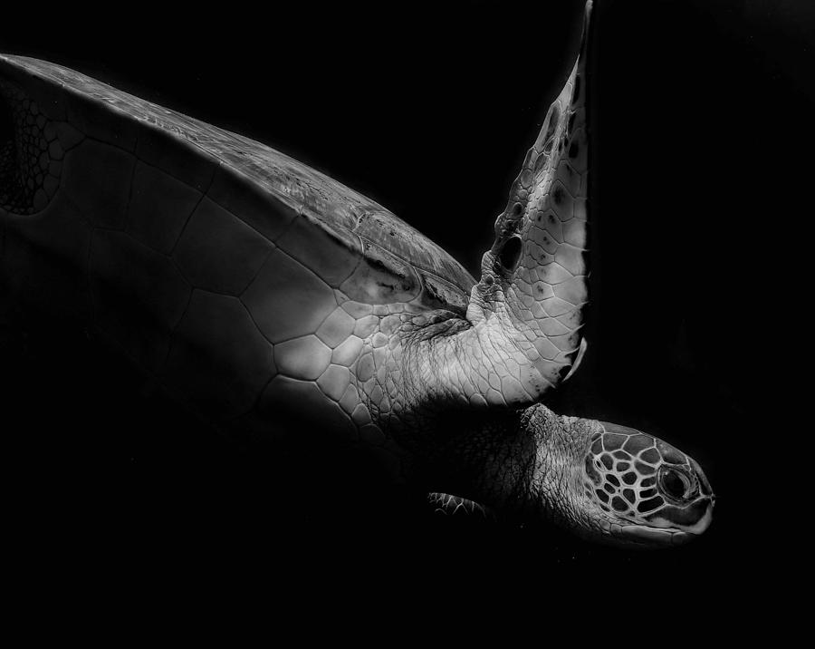 Portrait Of A Sea Turtle In Black And White (ii) Photograph by Robin Wechsler