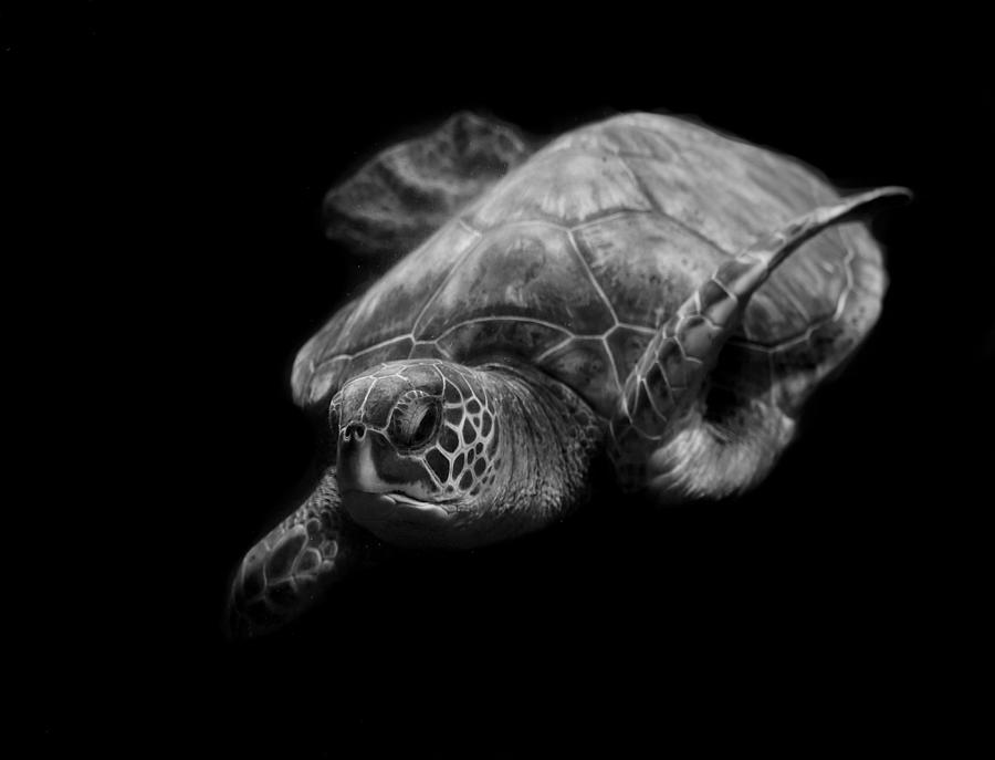 Portrait Of A Sea Turtle In Black And White Photograph by Robin Wechsler