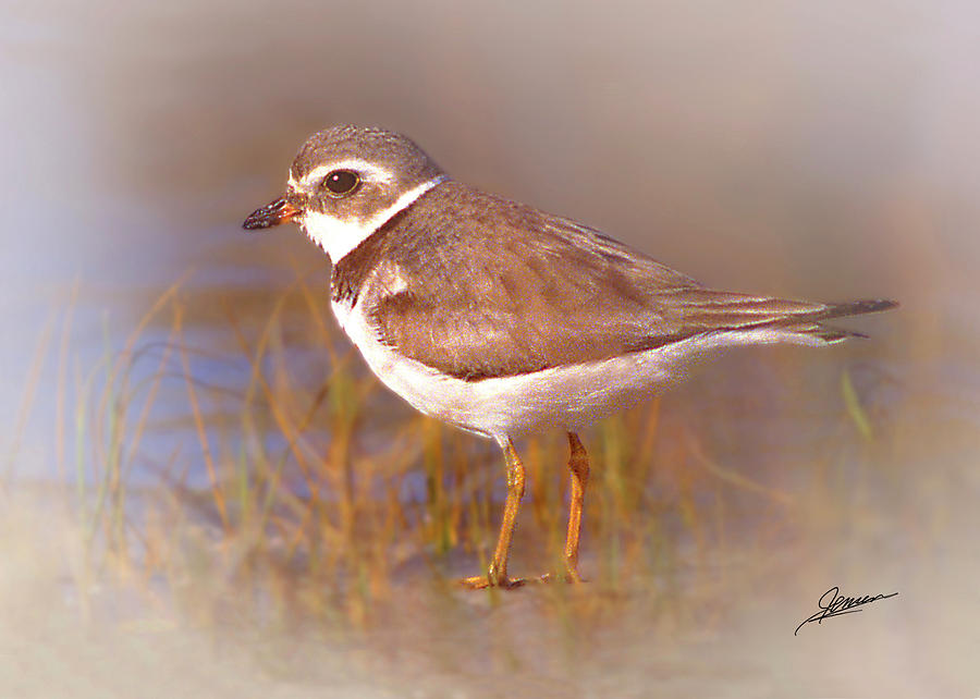 Portrait of a Semipalmated Plover Photograph by Phil Jensen