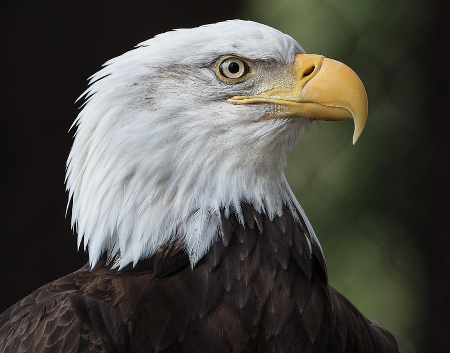 Portrait Of A Serious Eagle Photograph By Greg Nyquist - Fine Art America