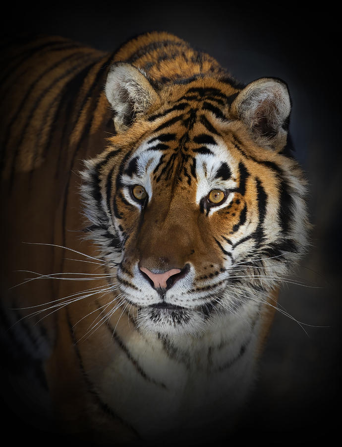Tiger Photograph - Portrait Of A Siberian Tiger by Jim Cumming