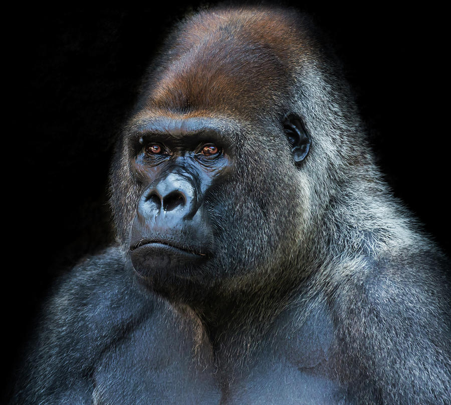 Portrait Of A Silverback Gorilla On Photograph by Haydn Bartlett Photography