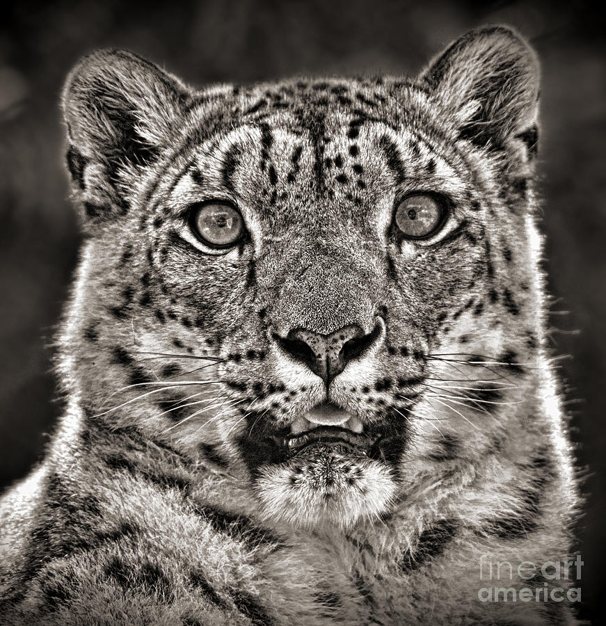 Portrait of a Snow Leopard black and white version III Photograph by Jim Fitzpatrick