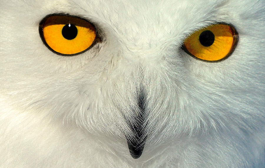 Portrait Of A Snow Owl Photograph by Louis Blair