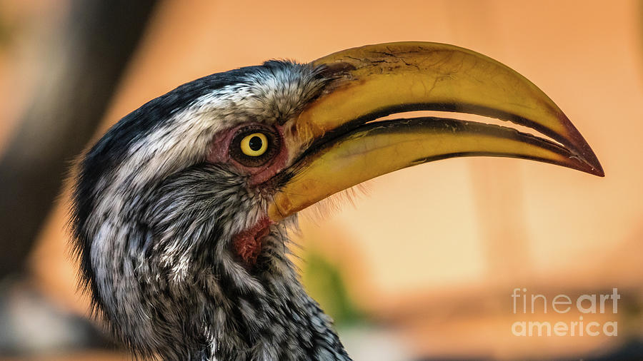 Portrait of a southern yellow-billed hornbill, Namibia Photograph by Lyl Dil Creations