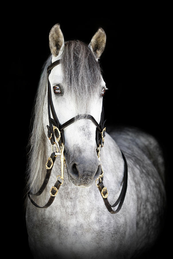 Portrait Of A Spanish Horse Photograph by Somogyvari