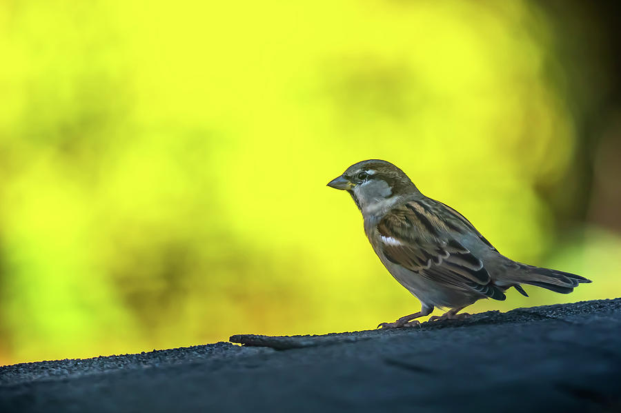 Portrait of a Sparrow Digital Art by Ed Stines