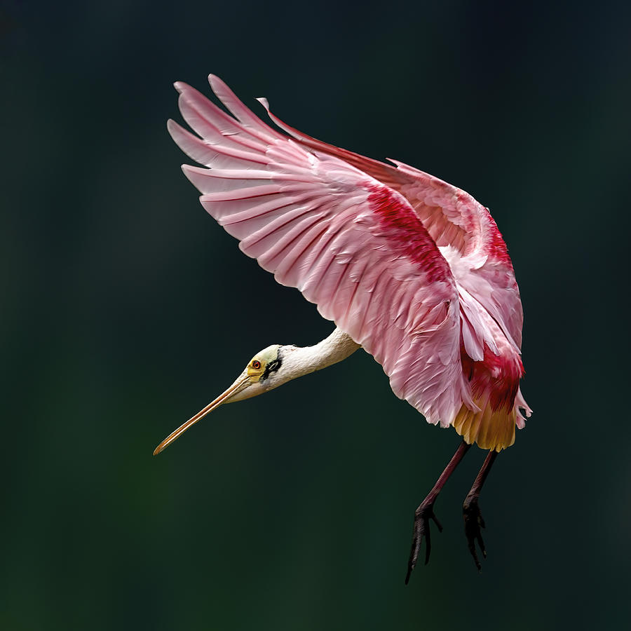 Wildlife Photograph - Portrait Of A Spoonbill by Qing Zhao