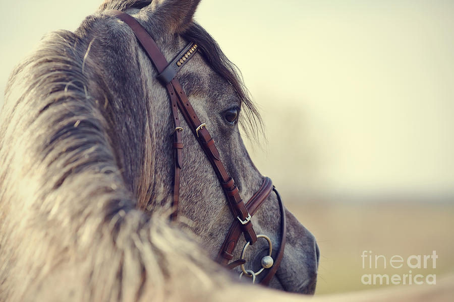 Equitation Photograph - Portrait Of A Sports Stallion In A by Elya Vatel Equitation Photograph - Portrait Of A Sports Stallion In A by Elya Vatel