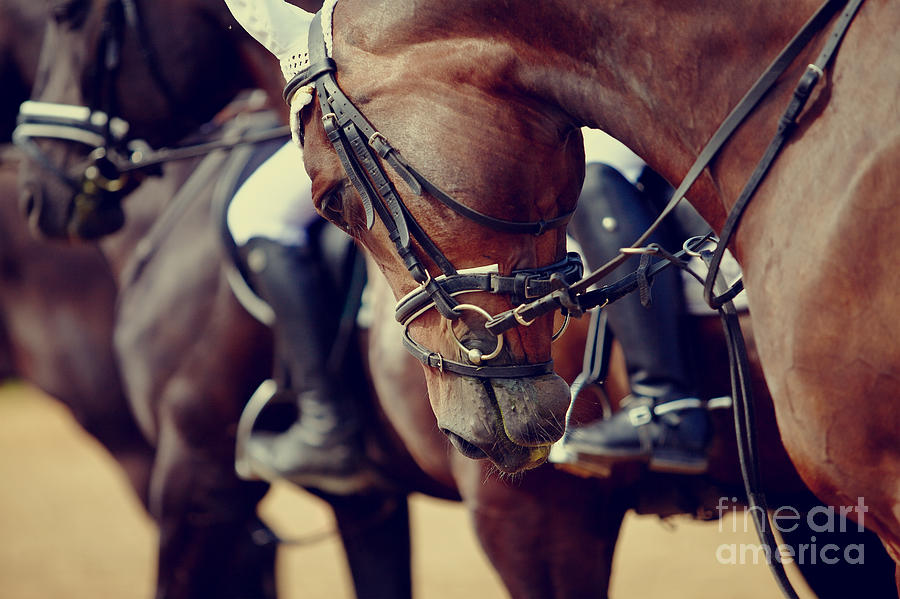 Pets Photograph - Portrait Of A Sports Stallion. Riding by Elya Vatel Pets Photograph - Portrait Of A Sports Stallion. Riding by Elya Vatel