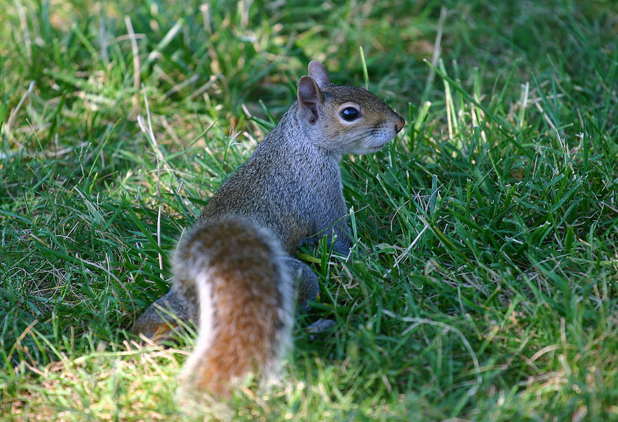 Portrait of a Squirrel by Anthony Jones Portrait of a Squirrel by Anthony Jones