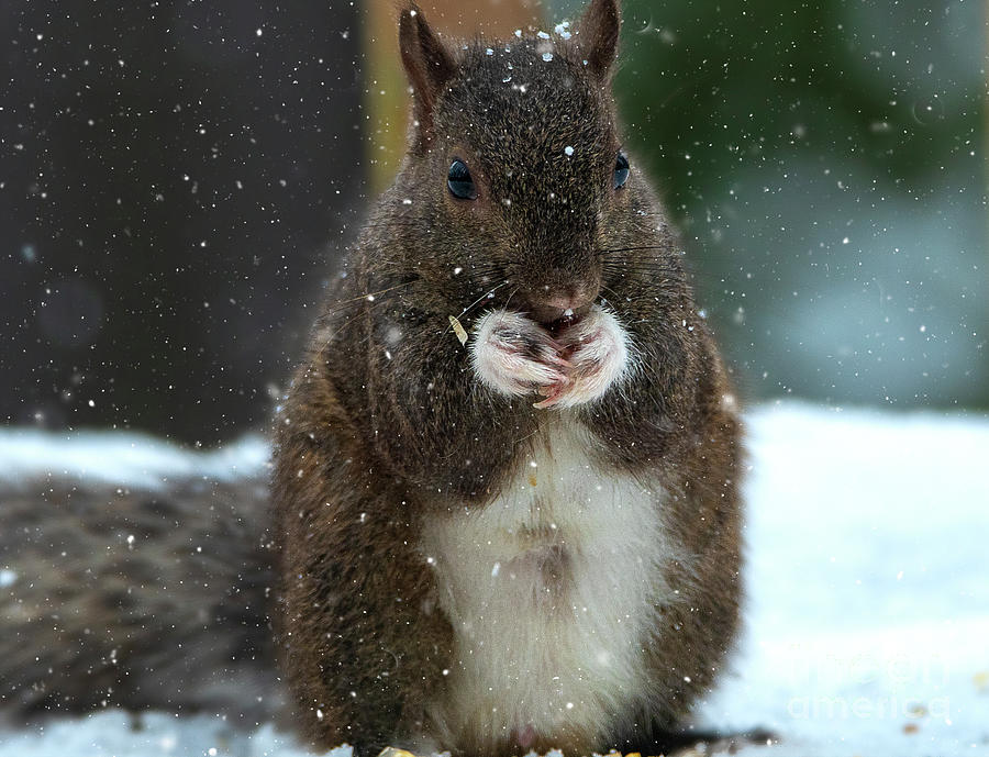 Portrait of a Squirrel in Snow Photograph by Sandra Js