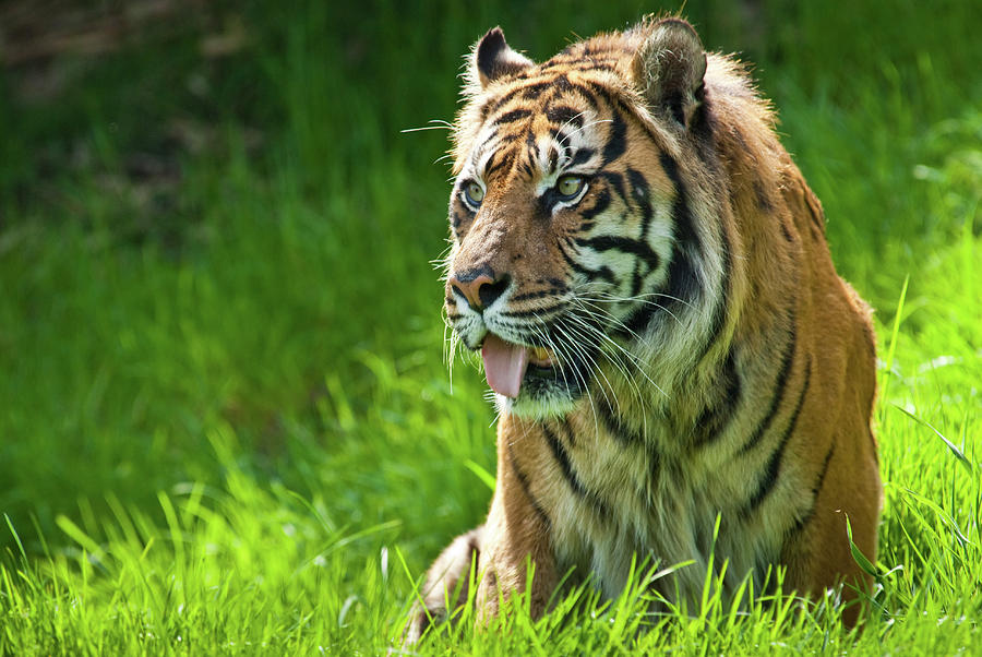 Portrait Of A Sumatran Tiger Photograph by Jeffgoulden