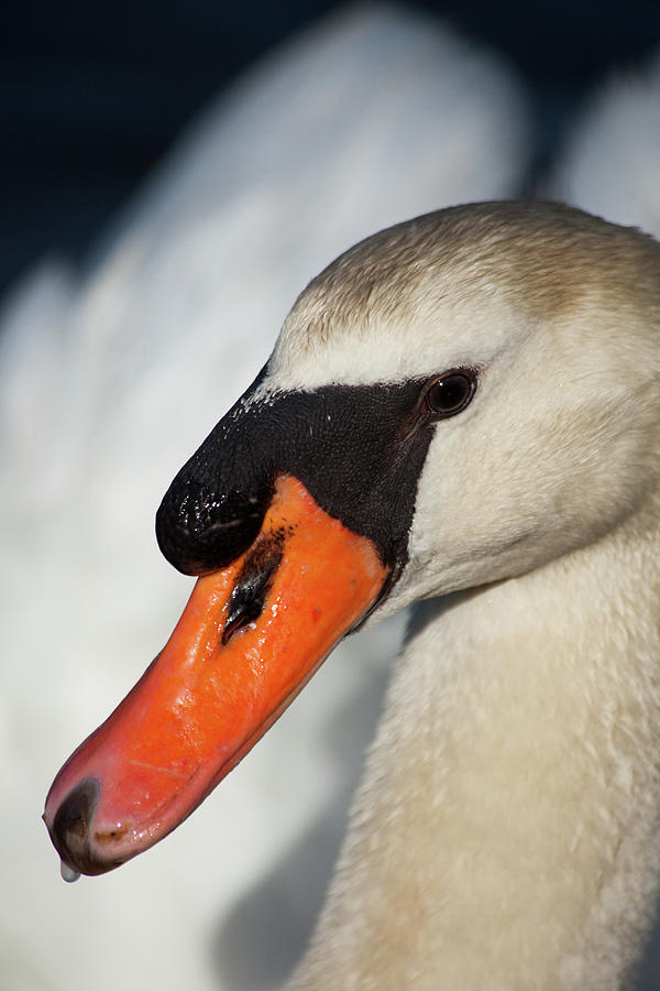 Portrait Of A  Swan Photograph by Karol Livote