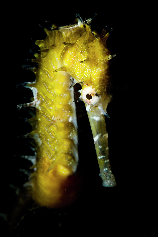 Portrait Of A Thorny Seahorse Near Malapascua, Philippines Photograph ...