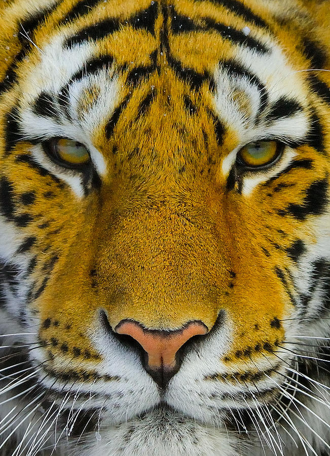 Portrait Of A Tiger Photograph by Louis Blair