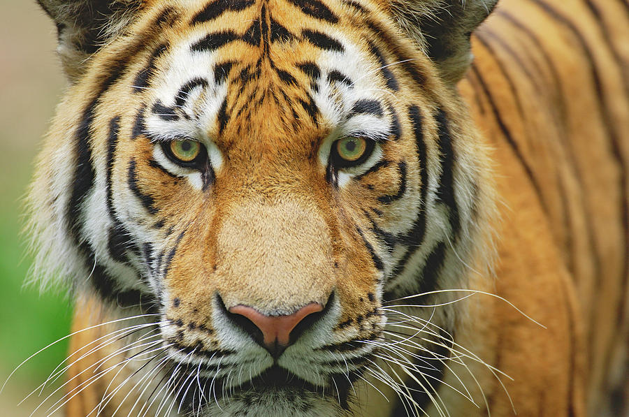 Portrait Of A Tiger Photograph by Martin Ruegner