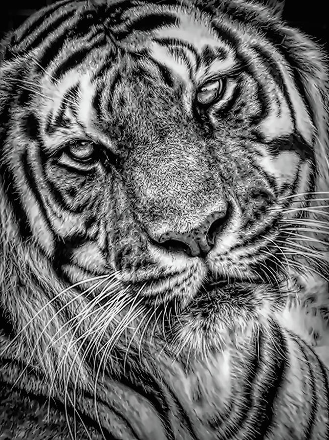 Portrait of a Tiger Photograph by Tremain Tanner - Fine Art America