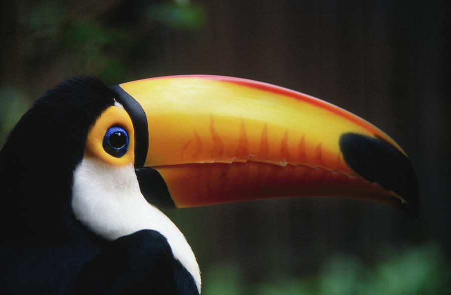 Portrait Of A Toco Toucan Ramphastos by Mark Newman