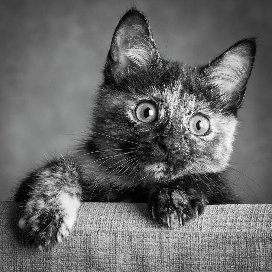 Portrait Of A Tortoiseshell Cat Photograph by Panoramic Images - Fine ...