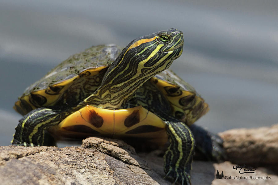 Portrait of a Turtle Photograph by David Cutts