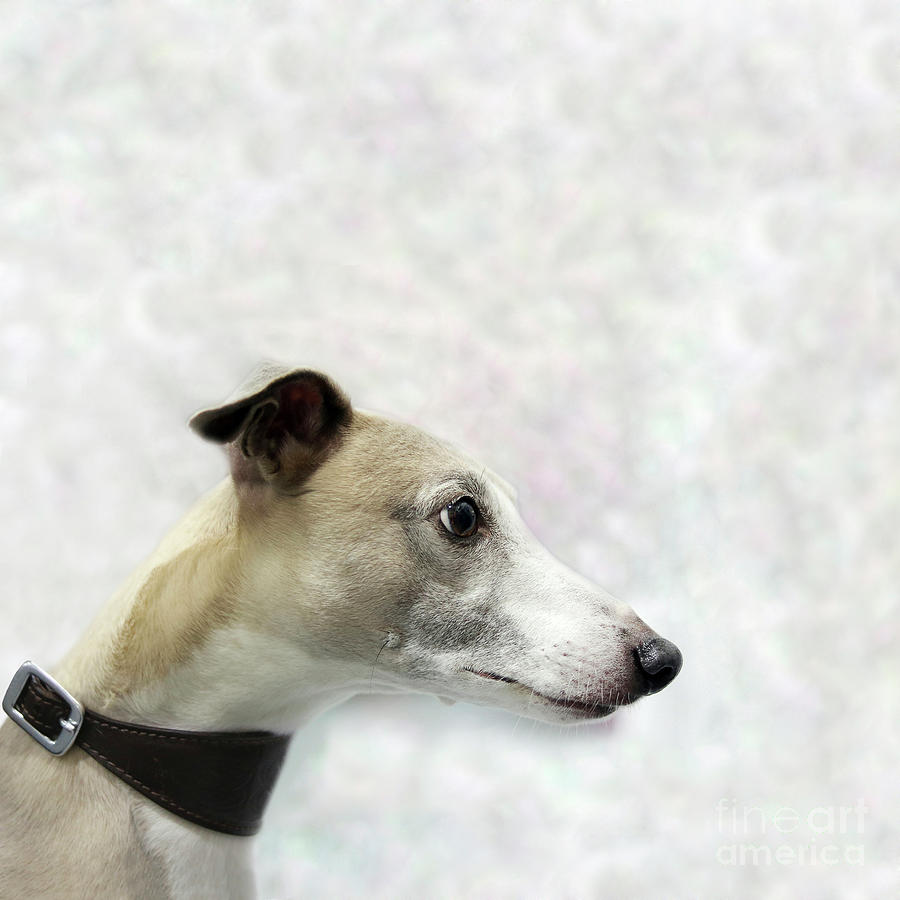 Portrait Of A Whippet Photograph