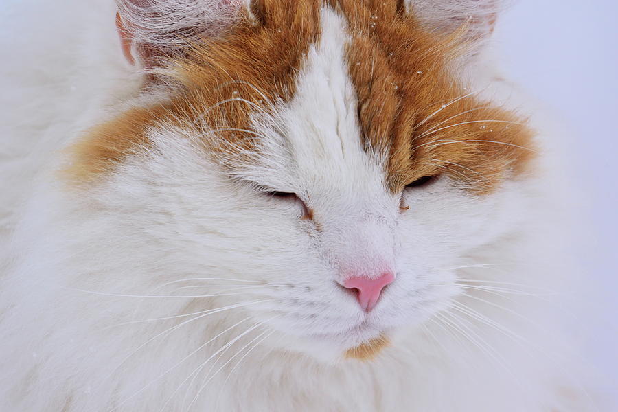 Portrait of a white and orange cat closing his eyes Photograph by Intensivelight