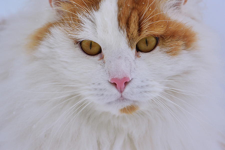 Portrait of a white and orange cat Photograph by Intensivelight