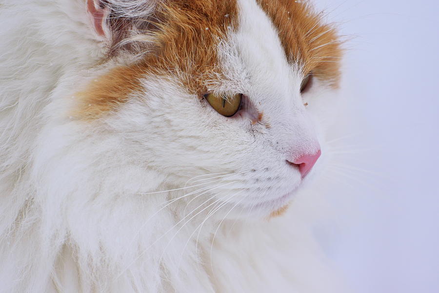 Portrait of a white and orange cat with snowflakes in the fur Photograph by Intensivelight